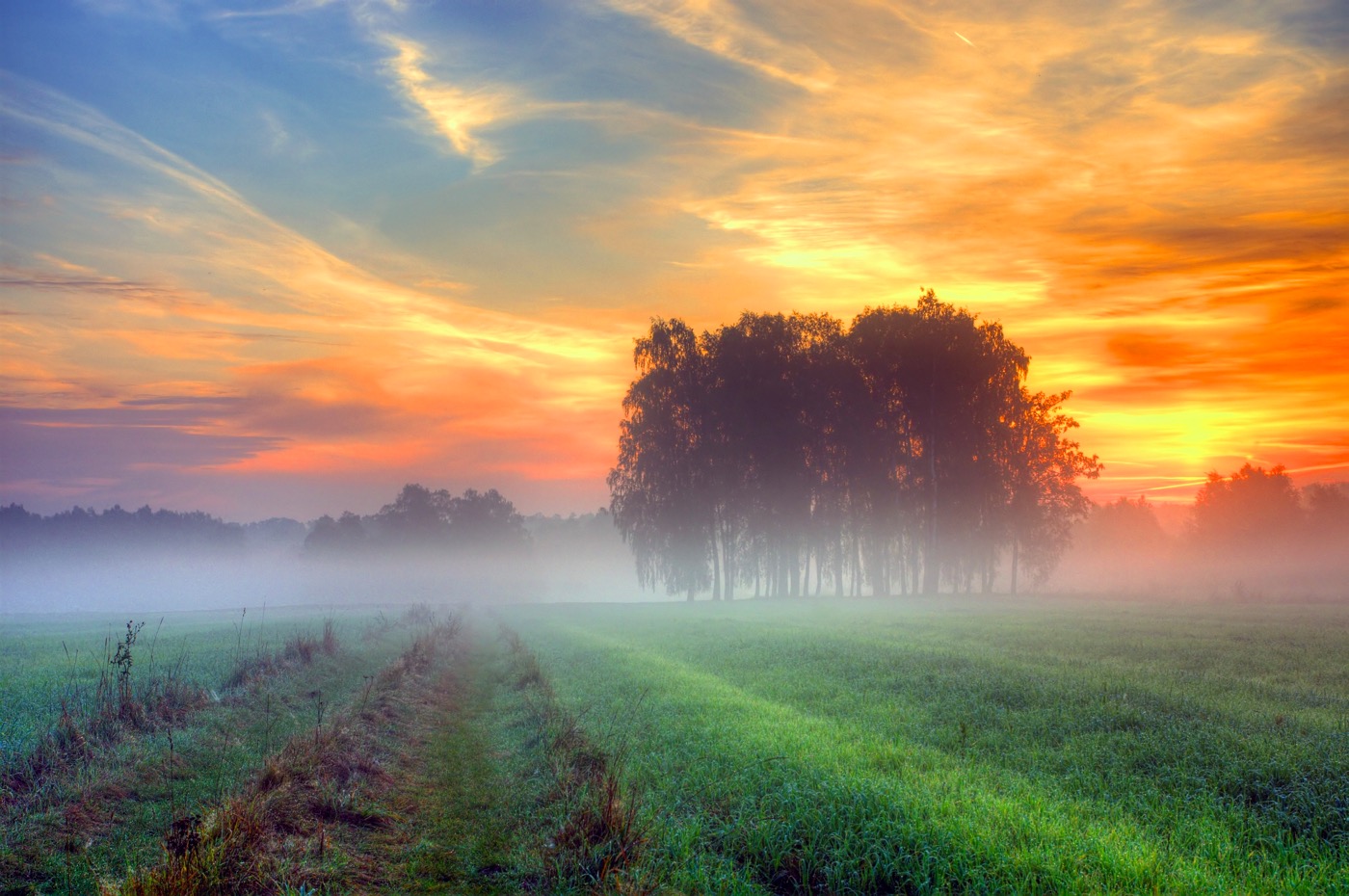 Feild Mist